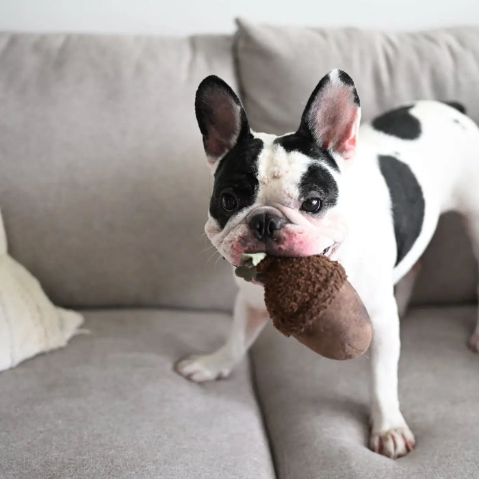 Acorn Soft and Squeaky Toy for Dogs