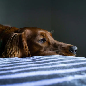 Scented Enrichment Toys for Anxiety