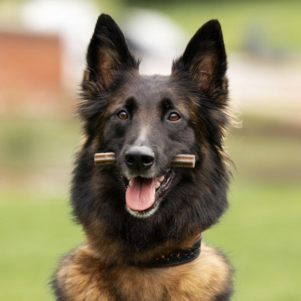 Arden Grange Dental Sticks Veggie, Mint & Superfoods - 180g