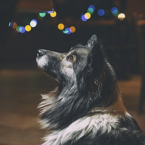 Ulti-Mutt Bonfire Night Survival Guide