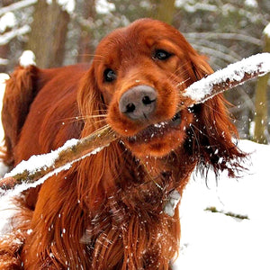 Why The Christmas Day Walk Is Crutial