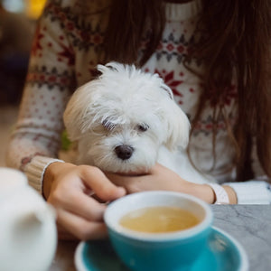 Dog-Friendly Cafes For Wet & Cold Days