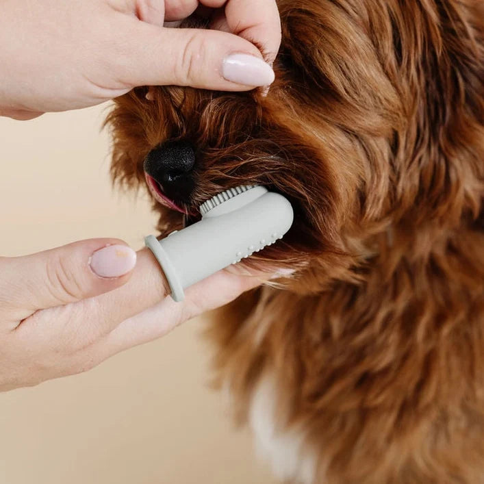 Dog Grooming