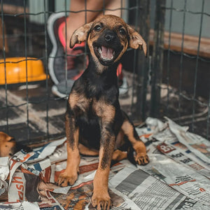 How To Easily Crate Train Your Puppy 🐶