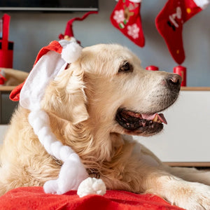 Xmas Stocking Fillers Your Pup Will Love