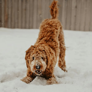 Dog Walking Tips For Freezing Weather