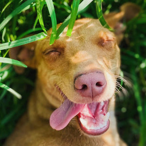 Should I Be Worried My Dog Eats Grass?