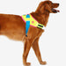Dog wearing a colorful harness on a white background
