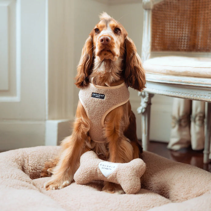 CocoPup London Teddy Rupert Bone Dog Toy