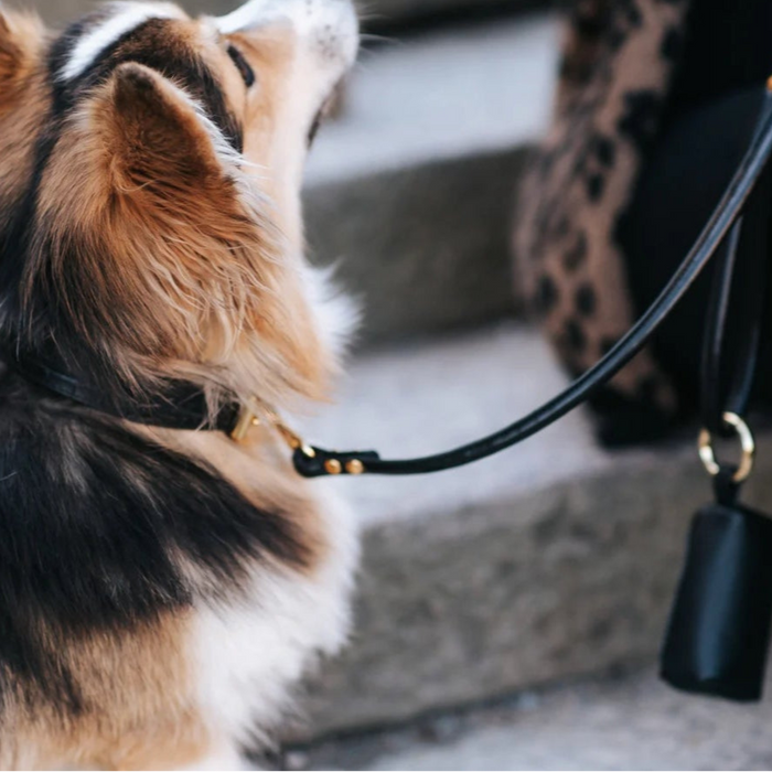 Collar of Sweden Black Genuine Leather Dog Lead