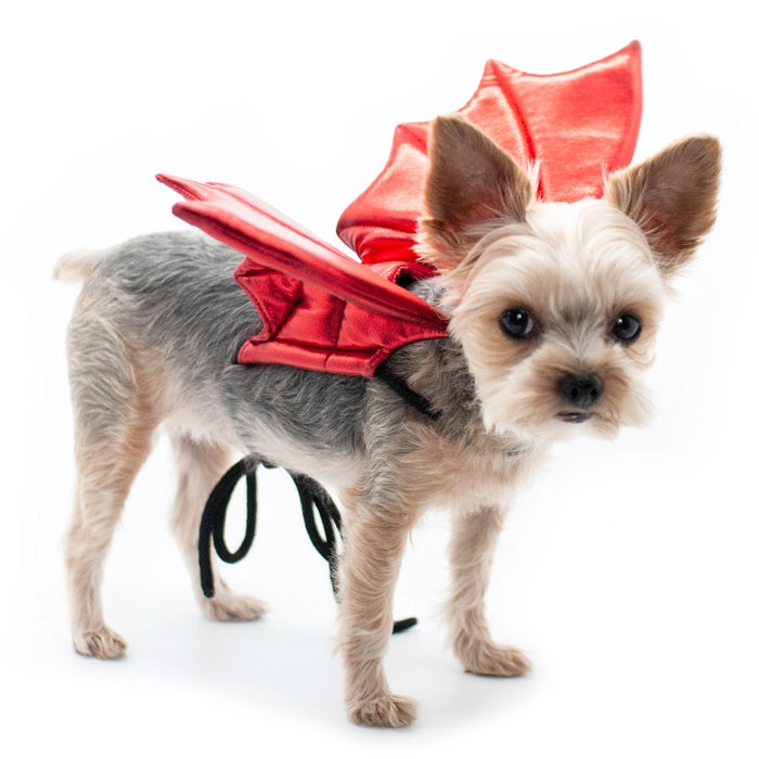 Small dog wearing a red life jacket on a white background