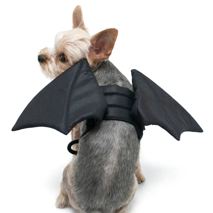 A small gray and cream dog wearing a black bat-wing costume vest, photographed against a clean white background.