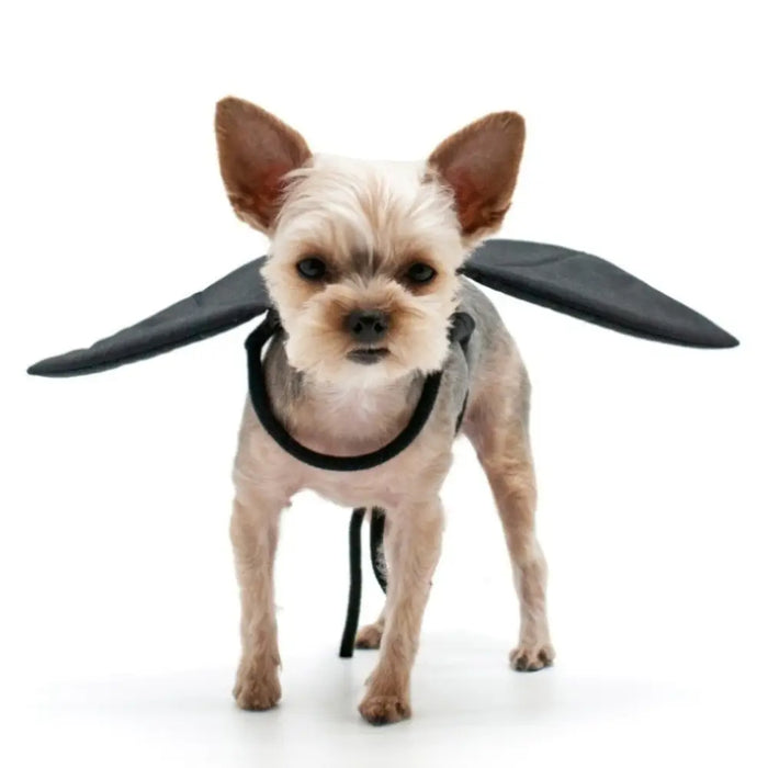 Small dog wearing a black winged costume on a white background