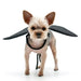 Small dog wearing a black winged costume on a white background