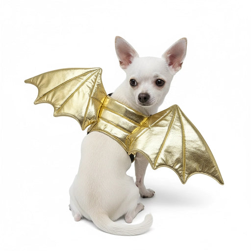 Small dog wearing gold bat wings on a white background