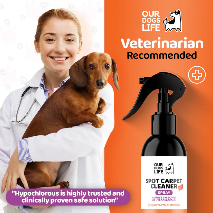 Veterinarian holding a dog with a bottle of 'Our Dogs Life' spot carpet cleaner on an orange background.