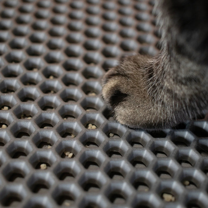 Cat paw on a textured black surface
