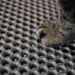 Cat paw on a textured black surface