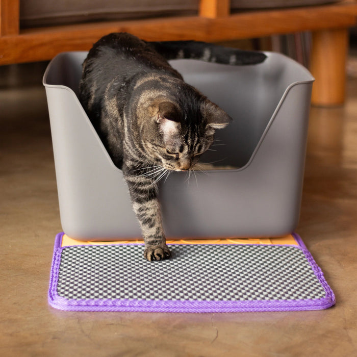 Cat using a litter box on a wooden floor.