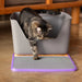 Cat using a litter box on a wooden floor.