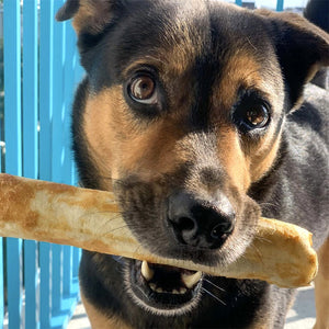 Earth Animal Hide-Free Natural Chews