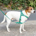 A white and brown dog standing on a paved path wearing a green and white striped dog harness attached to a matching leash.