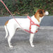 A white and brown dog standing in profile on a gray paved surface, wearing a red plaid harness with a matching leash. Green foliage and a dark wall are visible in the background.