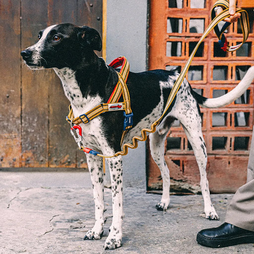 A black and white spotted dog wearing a tan and red harness with a wavy gold leash, standing outdoors in front of rustic wooden doors.