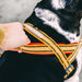 A close-up of a dog harness being adjusted on a black and white dog by a person's hand. The harness features a woven pattern of yellow, orange, red, and navy blue stripes with a white brand label that reads 'HIT DOG'.