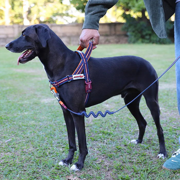 A black dog standing on grass wearing a red, blue, and orange harness, with a person's hand holding the leash handle and part of their legs visible at the right edge.