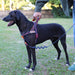 A black dog standing on grass wearing a red, blue, and orange harness, with a person's hand holding the leash handle and part of their legs visible at the right edge.