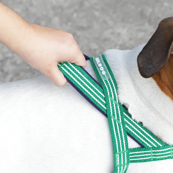A close-up of a dog harness being adjusted on a white dog by a person's hand. The harness is green with white stripes and dark purple straps, with the brand name 'HELLO' visible on one of the straps.