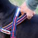A close-up of a dog harness being fastened onto a black dog's body by a person's hand. The harness features a striped pattern of blue, red, orange, and white woven fabric with a clear plastic buckle and a white brand tag.
