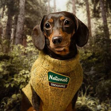 A dachshund wearing a mustard yellow knit sweater with a 'National Treasure' logo patch, set against a blurred forest background.