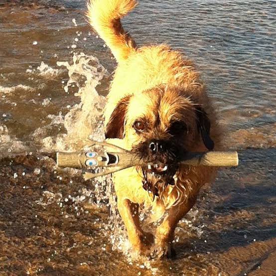 DOOG Mr. Stick Woody Dog Fetch Stick