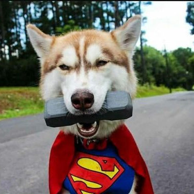 Dog dressed as Superman holding a black object on a road with trees in the background