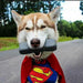 Dog dressed as Superman holding a black object on a road with trees in the background