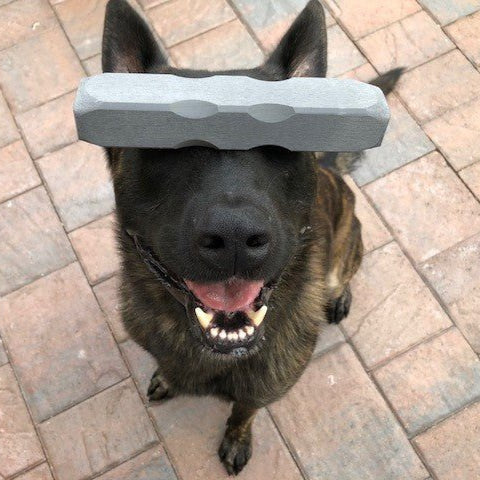 Dog with aindestructibone on its head on a brick pavement