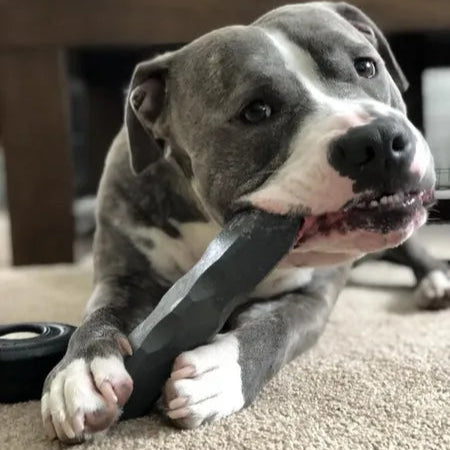 Dog holding an indestructibone in its mouth on a carpeted floor.