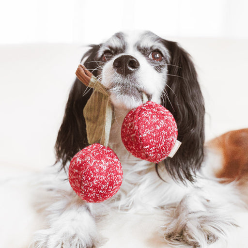 Dog playing with red textured balls on a white background