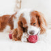 Dog playing with a red knitted ball on a white surface