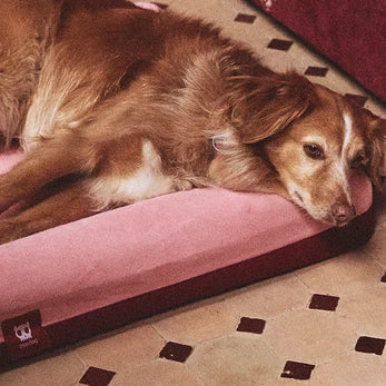 Brown dog lying on a pink pet bed with a patterned floor in the background