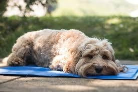 Pawise Dog Cooling Mat
