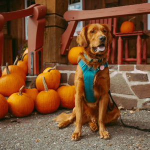 Dog-Friendly Pumpkin Patches