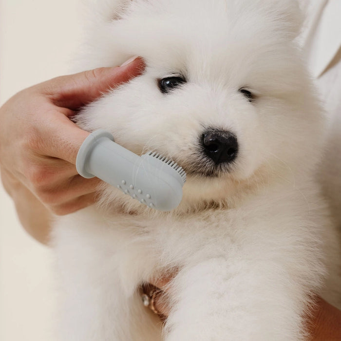 A close-up of a white fluffy dog being brushed with a light gray silicone pet grooming brush held by a person's hand.