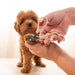 A small brown puppy stands on a light surface while a person's hands trim its front paw with small nail clippers. The background is bright and softly blurred.