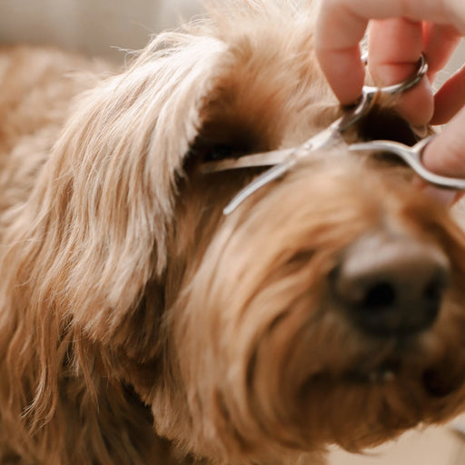 A close-up of a fluffy light brown dog while a hand holds silver pet grooming scissors near its face.