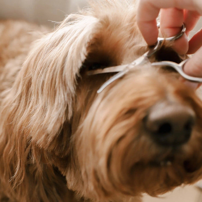 A close-up of a fluffy light brown dog while a hand holds silver pet grooming scissors near its face.