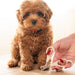 A small curly-haired brown puppy sits on a light wood floor while a human hand with red nail polish holds pet nail clippers near its front paws.