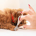 A small brown curly-haired dog lying on a white surface while a human hand with red nail polish holds pet nail clippers near its paw. The clippers have white handles and silver metal blades, with the brand name 'PUPWELL' visible on the handle.